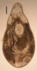 New species of Itaipusa (Koinocystididae, Kalyptorhynchia, Rhabdocoela, Platyhelminthes)