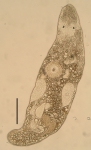 Ceratopera gracilis (Trigonostomidae, Dalytyphloplanida, Rhabdocoela, Platyhelminthes