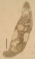 Platyhelminthes (flatworms)