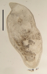 Cystirete graefi (Cystiplanidae, Kalyptorhynchia, Rhabdocoela, Platyhelminthes)