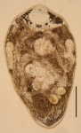 New species of Paraustrorhynchus. (Polycystididae, Kalyptorhynchia, Rhabdocoela, Platyhelminthes)