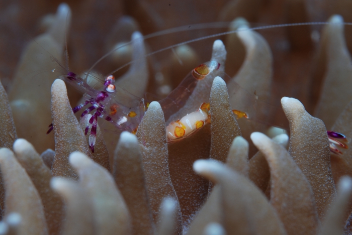 Ancylomenes luteomaculatus Okuno & Bruce, 2010