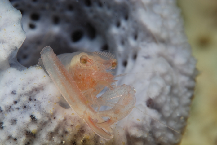 Thaumastocaris streptopus Kemp, 1922 Thaumastocaris streptopus Kemp, 1922