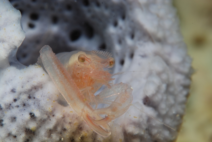 Thaumastocaris streptopus Kemp, 1922