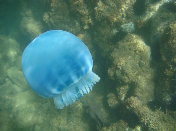 Blue Cannonball Blue Cannonball