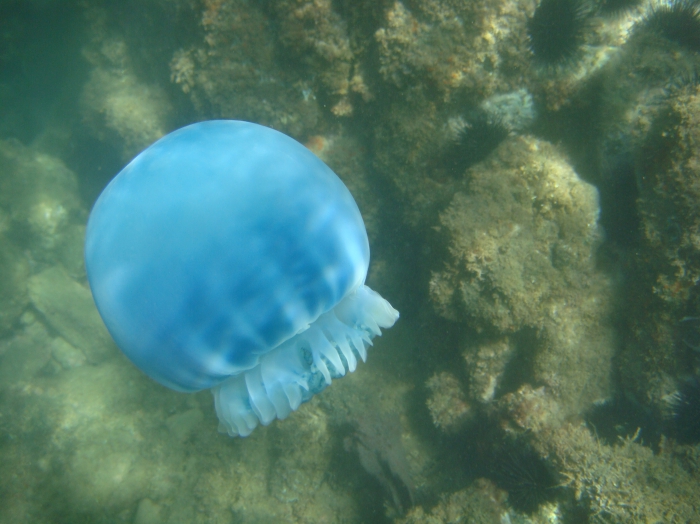 cannonball jellyfish