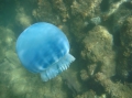 Scyphozoa (jelly fish)