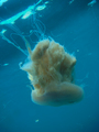 Scyphozoa (jelly fish)