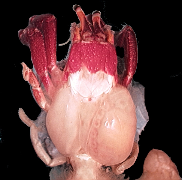 Pseudione sp. Pseudione sp.