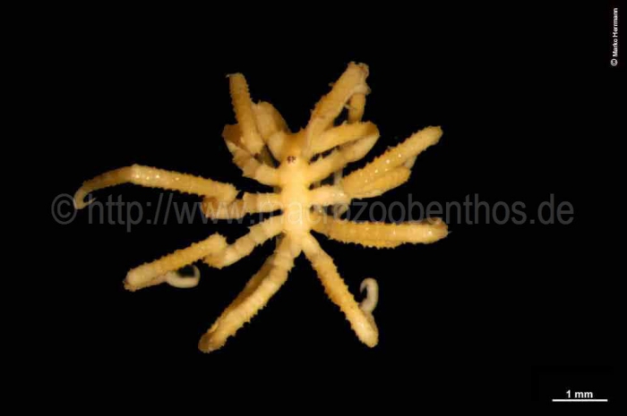 Pseudopallene spinipes Pseudopallene spinipes
