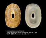 Amblychilepas javanicensis