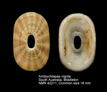 Amblychilepas nigrita