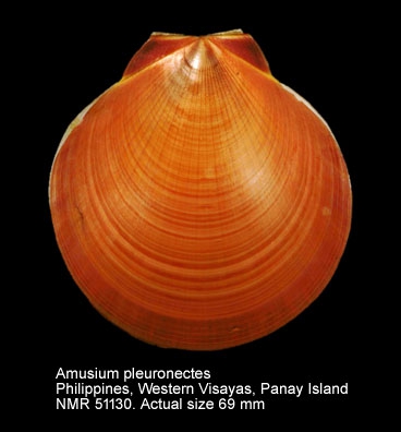 Amusium pleuronectes