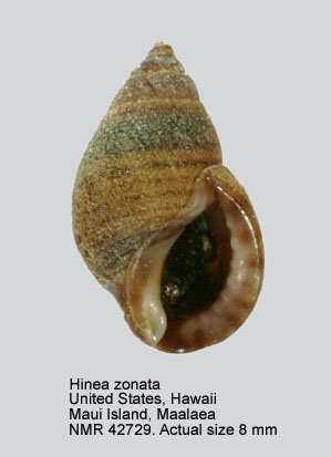 Hinea zonata