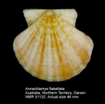 Annachlamys flabellata