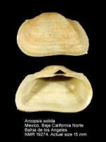 Arcopsis solida