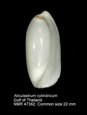 Aliculastrum cylindricum