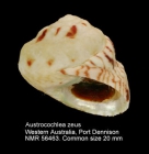 Austrocochlea zeus