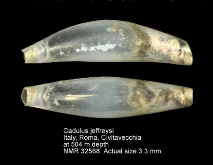 Cadulus jeffreysi
