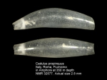 Cadulus propinquus
