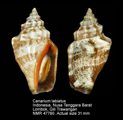 Canarium labiatum