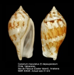 Canarium maculatum