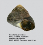 Cantharidus huttonii