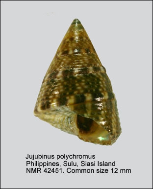 Jujubinus polychromus