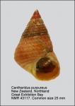Micrelenchus purpureus