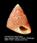 Micrelenchus sanguineus