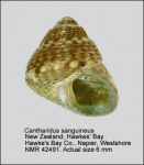 Cantharidus sanguineus