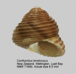 Cantharidus tenebrosus
