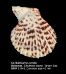 Caribachlamys ornata