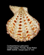 Caribachlamys pellucens