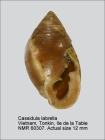 Cassidula labrella