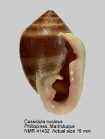 Cassidula nucleus