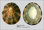 NaDeco® Cellana testudinaria poliert 4-5cmSchildkrötenschnecke 
