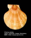Chlamys albida