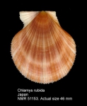 Chlamys rubida