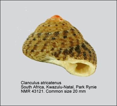 Clanculus atricatena