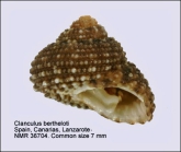 Clanculus berthelotii