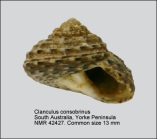 Clanculus consobrinus