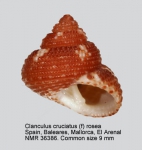 Clanculus cruciatus