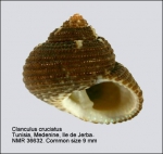 Clanculus cruciatus