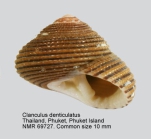 Clanculus denticulatus