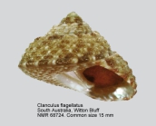 Clanculus flagellatus