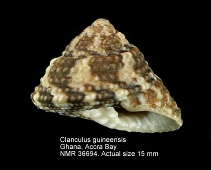 Clanculus guineensis