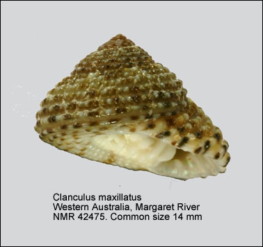 Clanculus maxillatus