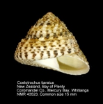 Coelotrochus tiaratus