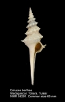 Columbariidae